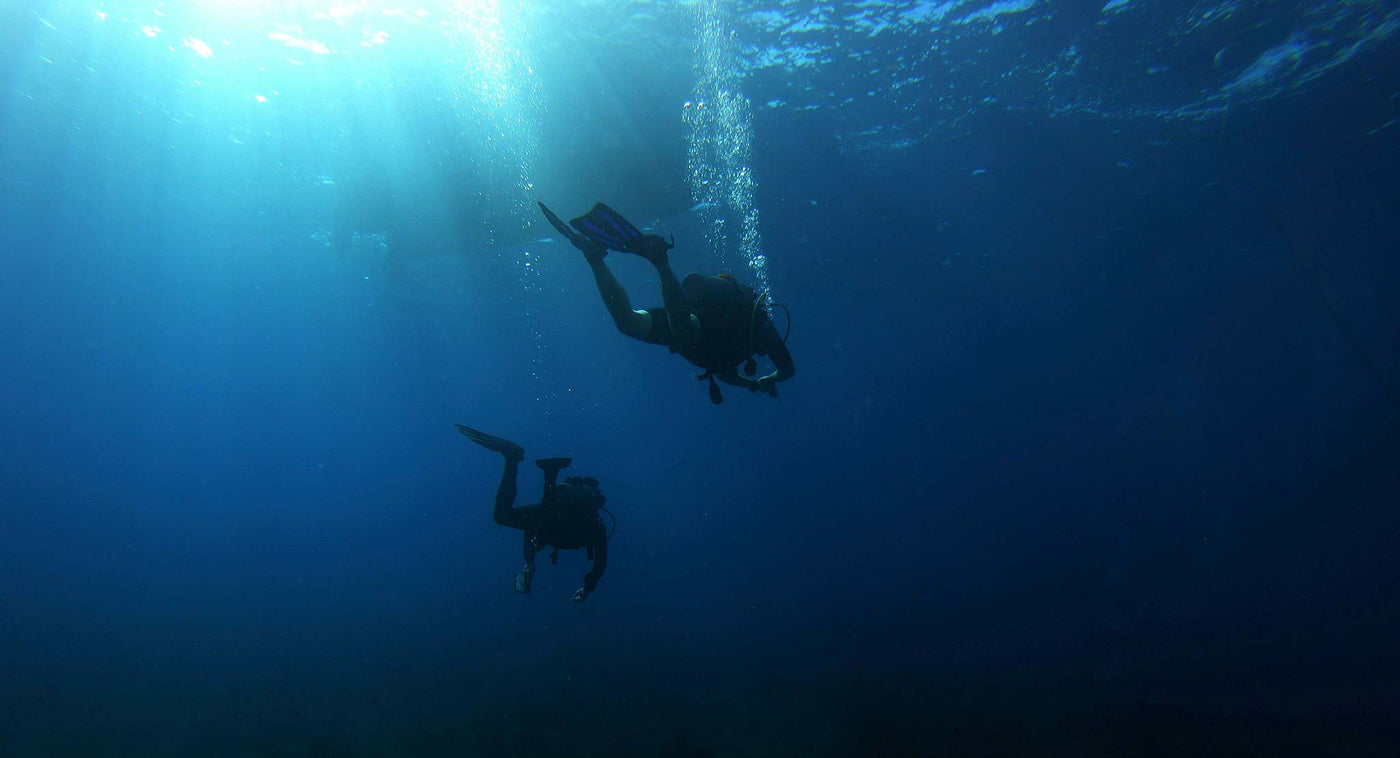 Polar Bears Products